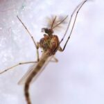 Zancudo: Significado Espiritual y Simbolismo en Diferentes Culturas