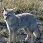 Zorro: Significado Espiritual y Simbolismo